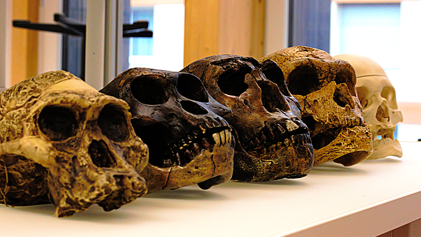 Four skulls of human ancestors A. africanus, A. afarensis, H. erectus, H. neanderthalensis, and one modern human skull.