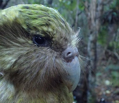 A close up of a female bird named Solstice. Solstice is one of New Zealandâs largest female kÄkÄpÅs, often weighing 4.5 pounds, even without the help of supplementary feeding. CREDIT: DOC.