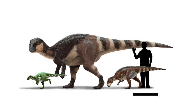Life reconstructions and size comparison of three rhabdodontids. From left to right: Mochlodon suessi from eastern Austria (the smallest member of the group), Rhabdodon priscus from southern France (the largest member of the group), and Transylvanosaurus platycephalus from western Romania (the most recently named member of the group). Also shown is the silhouette of a human (5.9 feet talll) for scale. CREDIT: Peter Nickolaus.