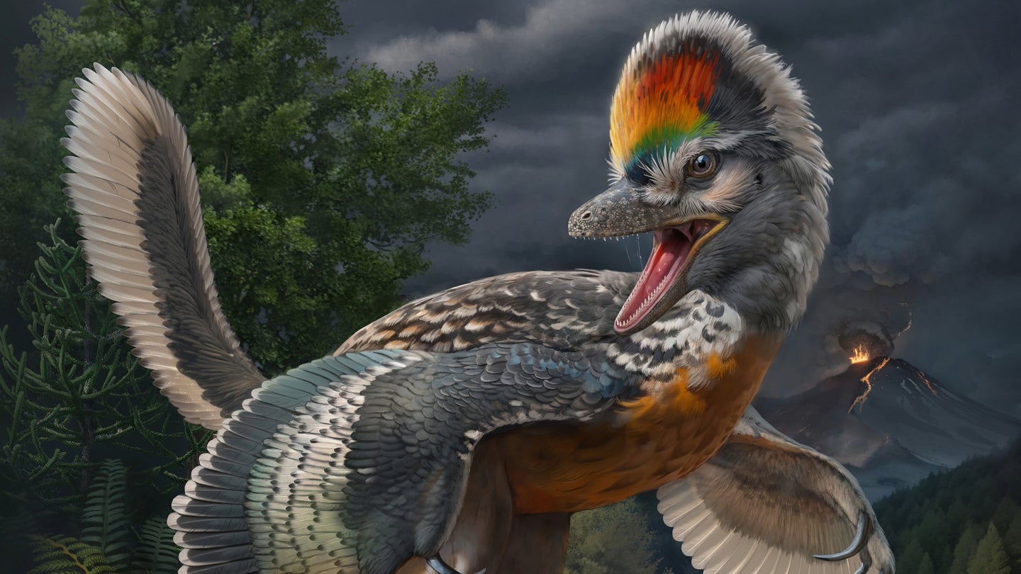 An artist’s illustration of Fujianvenator prodigiosus, an avialan theropod who lived during the Late Jurassic period and had a lower leg that was twice as long as its thigh.