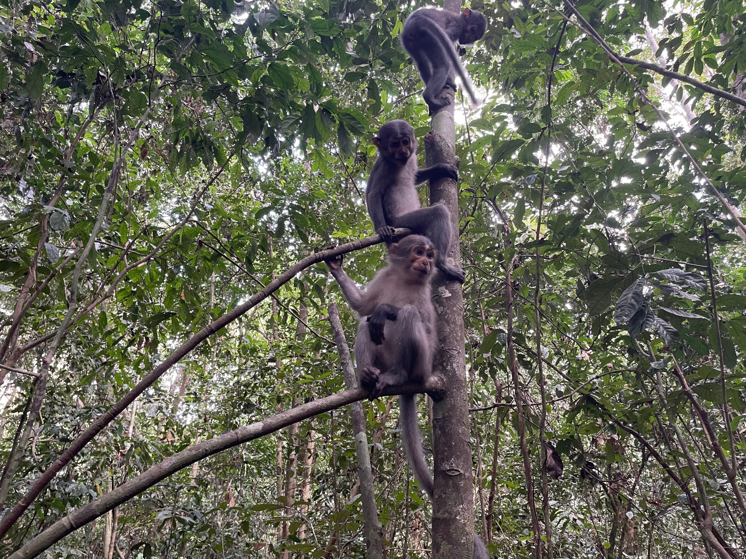 Three mangabeys in a tree. The researchers used sports-analysis software to compare the climbing movements of chimpanzees and mangabeys (pictured). They found that chimps support their greater weight when climbing down by fully extending their arms above their heads thanks to shallow, rounded shoulder joints and shortened elbow bones that are similar to those in humans. Mangabeys, which are built more like cats or dogs, have less flexibility and position their shoulders and elbows roughly the same when climbing up or down. CREDIT: Luke Fannin, Dartmouth
