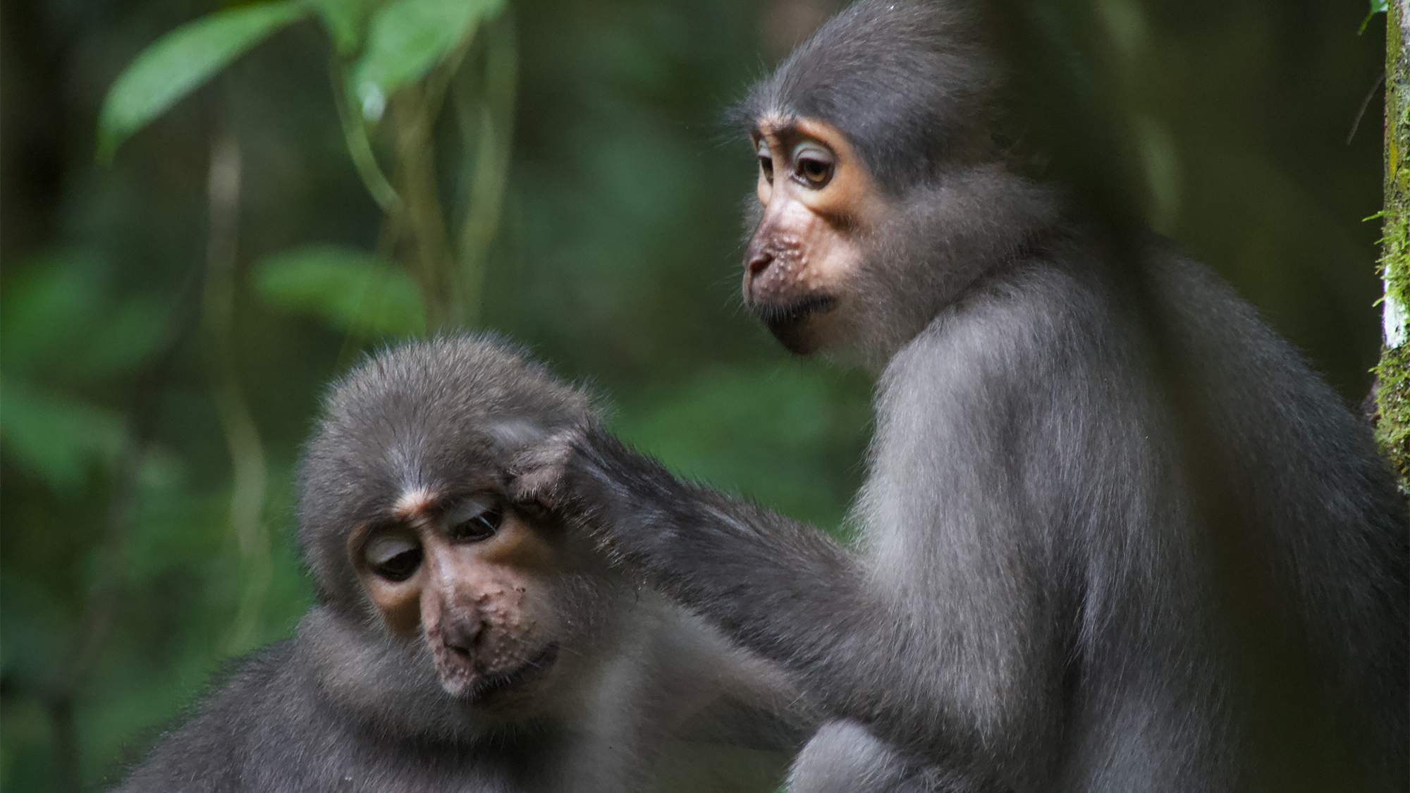 Two monkeys sitting in a forest. Dartmouth researchers report that apes and early humans evolved more flexible shoulders and elbows than monkeys to safely get out of trees. For early humans, these versatile appendages would have been essential for gathering food and deploying tools for hunting and defense.