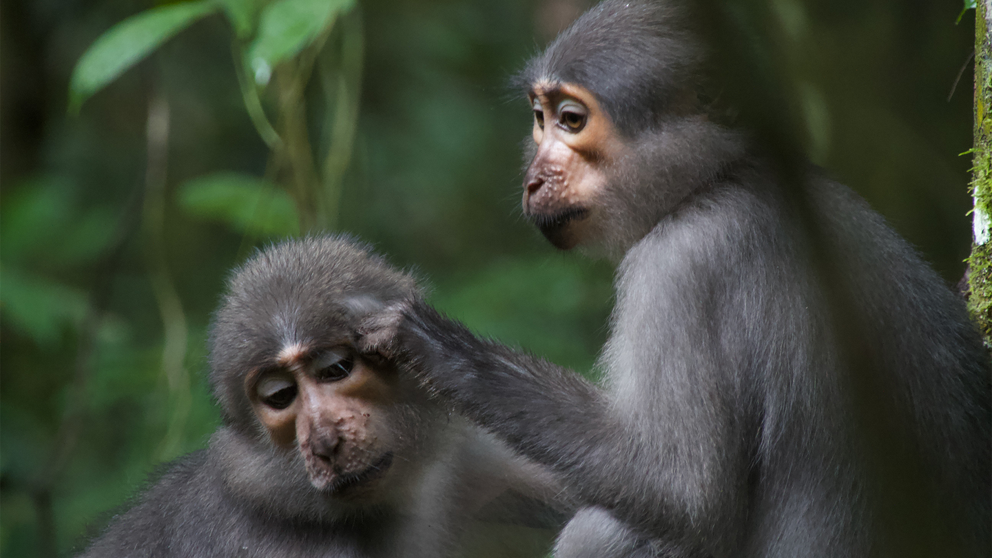 Two monkeys sitting in a forest. Dartmouth researchers report that apes and early humans evolved more flexible shoulders and elbows than monkeys to safely get out of trees. For early humans, these versatile appendages would have been essential for gathering food and deploying tools for hunting and defense.