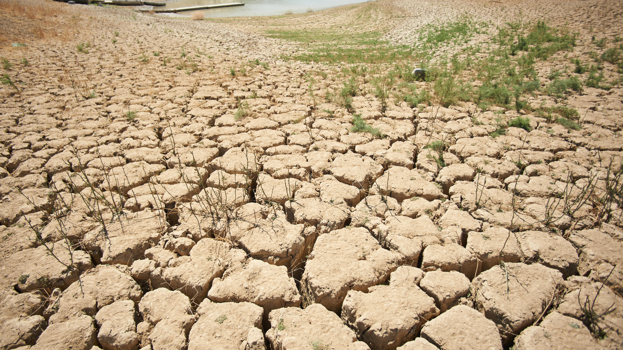 Vegetation makes its way through the drought-ridden earth on the shores of the Viñuela reservoir in Spain. The reservoir feeds the tropical crops of Axarquía, such as mangoes and avocados. It is in a phase of desiccation, with no water inflow, but consumption that has led the municipalities of Málaga to impose restrictions on the consumption of drinking water.