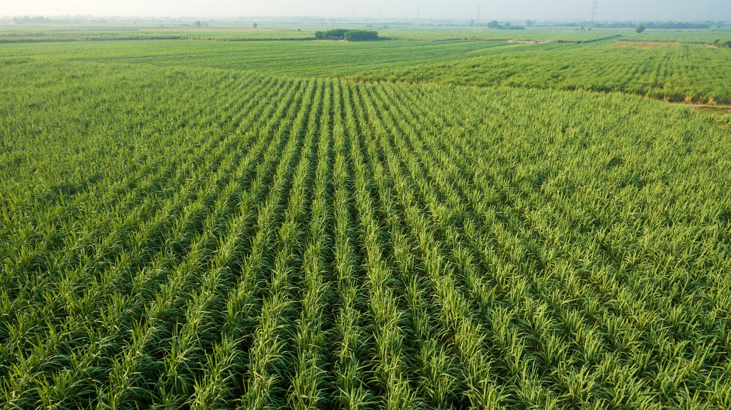Aerial shot of sugar cane cropland.