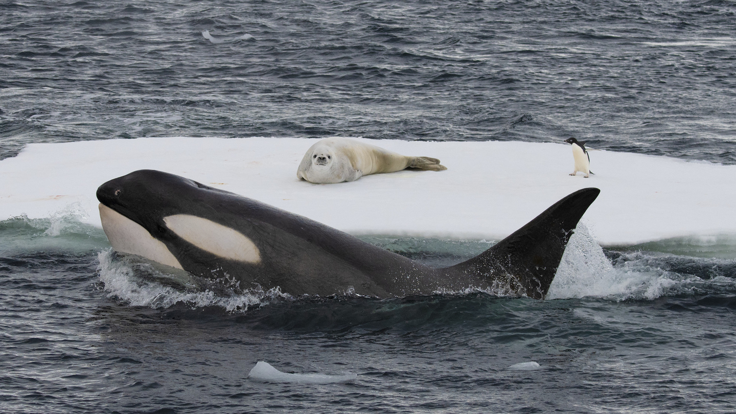 An orca whale swims around an ice flow with a crabeater seal and penguin on the ice.