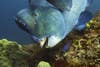 Bumphead parrot fish. CREDIT: National Geographic for Disney+/Bertie Gregory