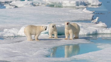 Polar bear decline is directly linked to greenhouse gas emissions