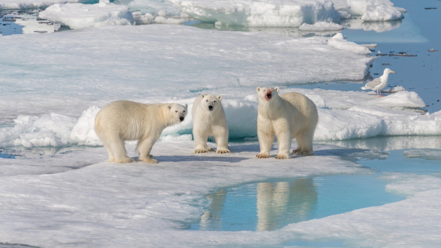 Every new ton of emissions leads to more melting of the sea ice that the bears live on. 