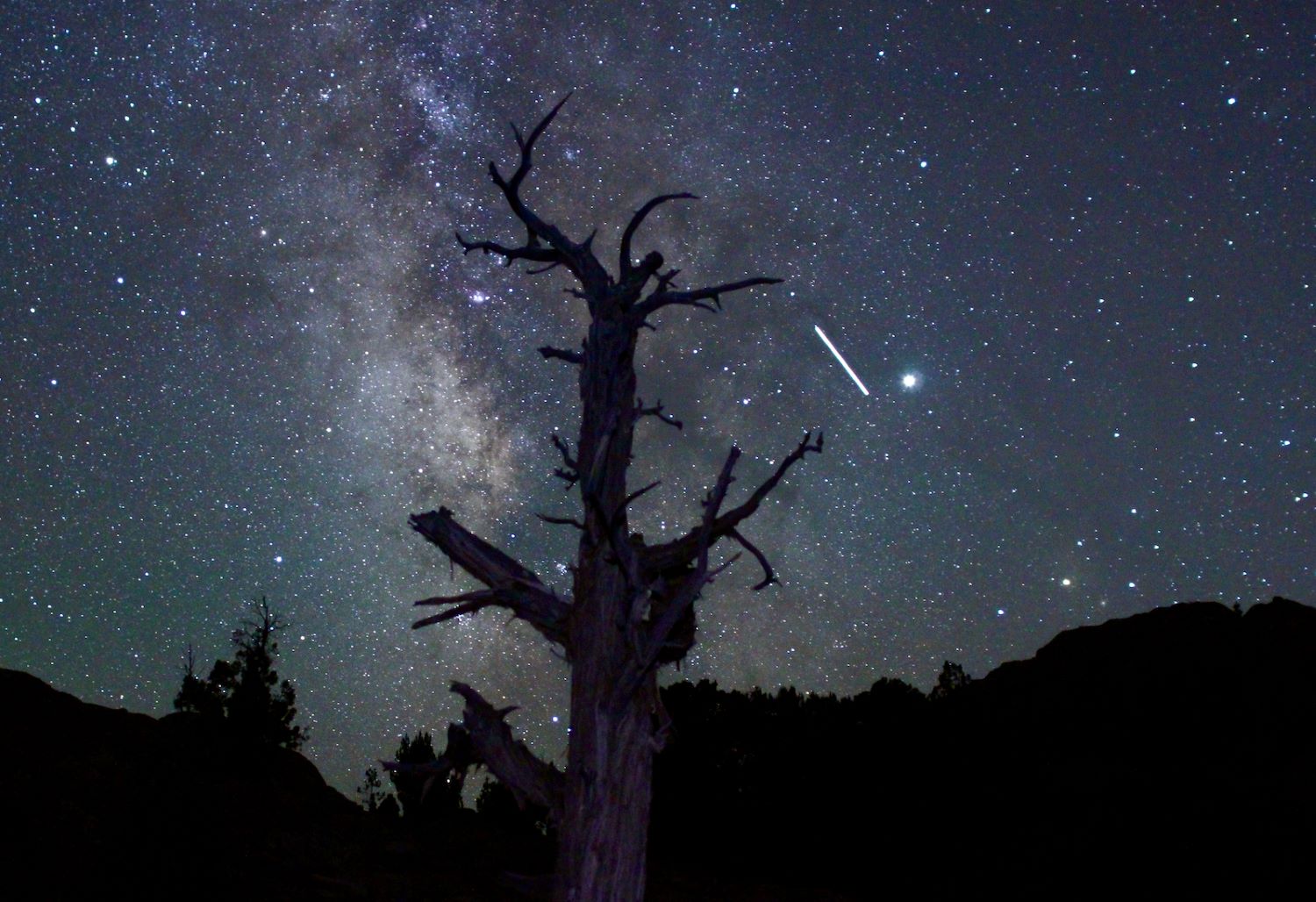 A streak of light in the sky, the ISS, moves behind a dark tree in the foreground.
