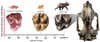 A chart comparing the upper molar morphology between Chulpasia jimthorselli, Lumakoala blackae and the modern koala.,