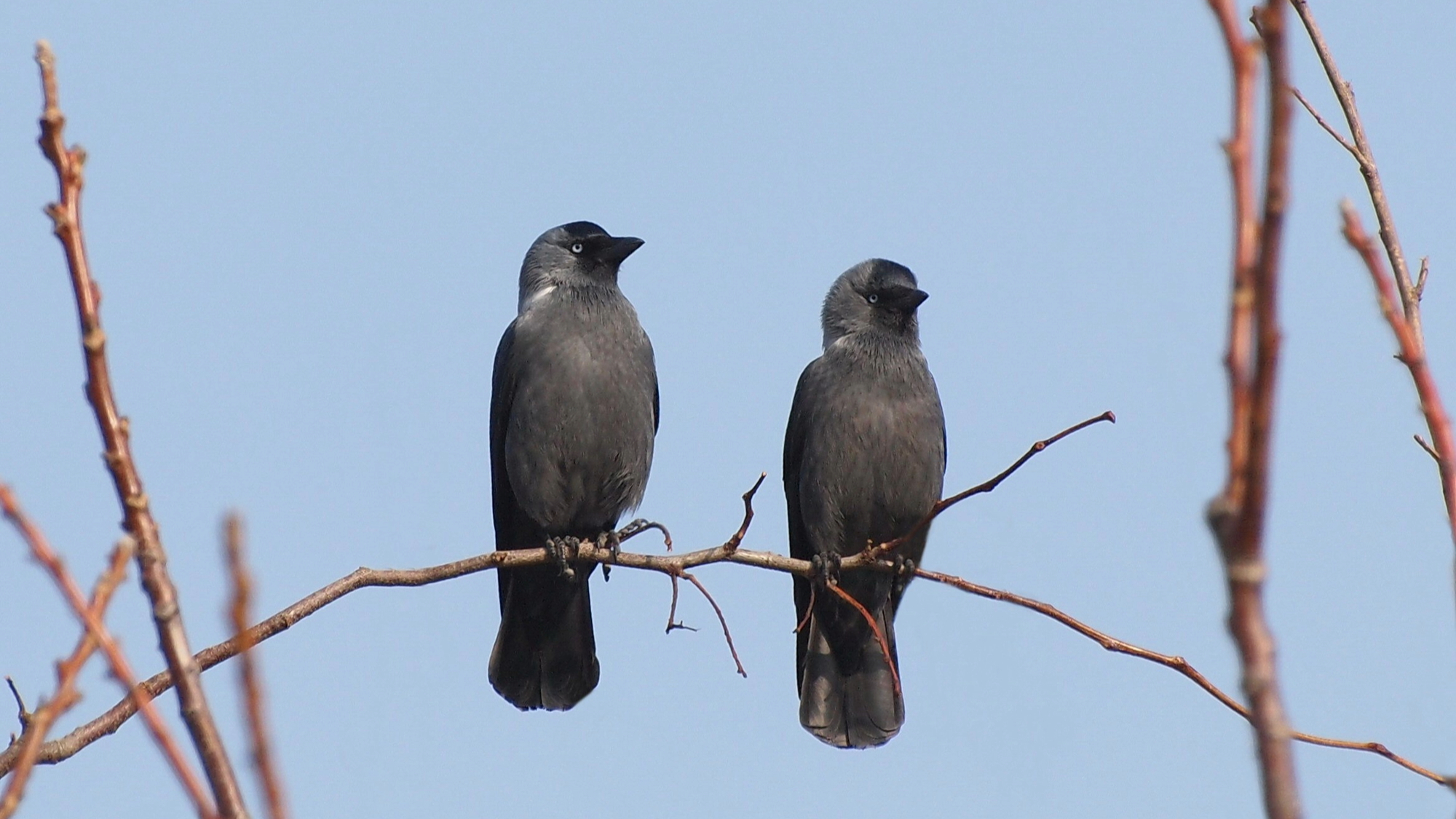two jackdaws (Corvus monedula) on a branch