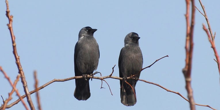 These crow relatives put food over friendship