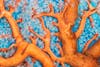 Gobi fish on bright orange coral