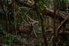 Macaque monkey riding sika deer in forest