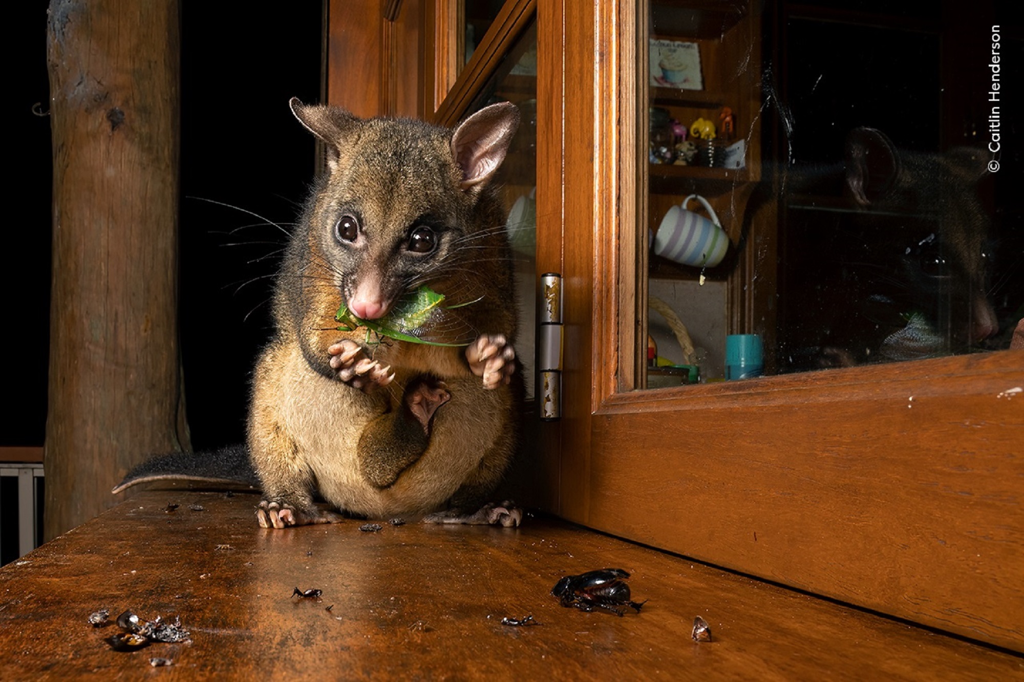 Possum eating on a doorstep