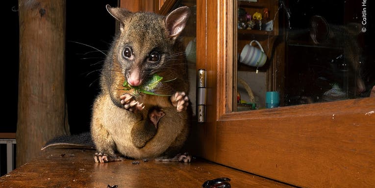 11 jaw-dropping photos of marsupials, mushrooms, and more