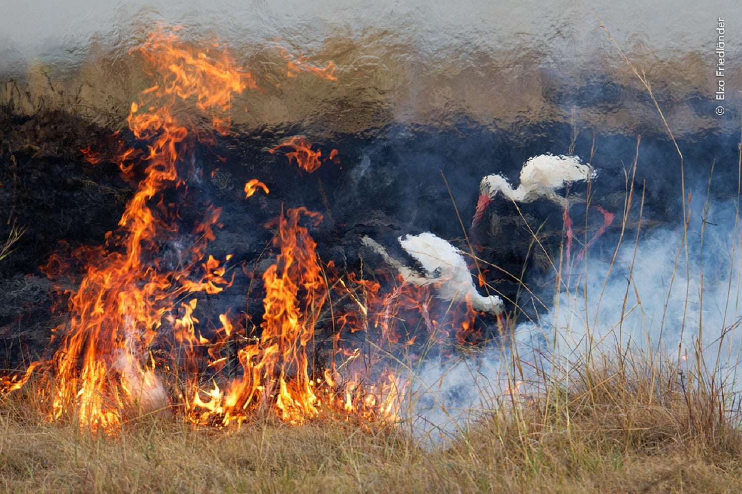 White storks behind a controlled burn in a nature reserve