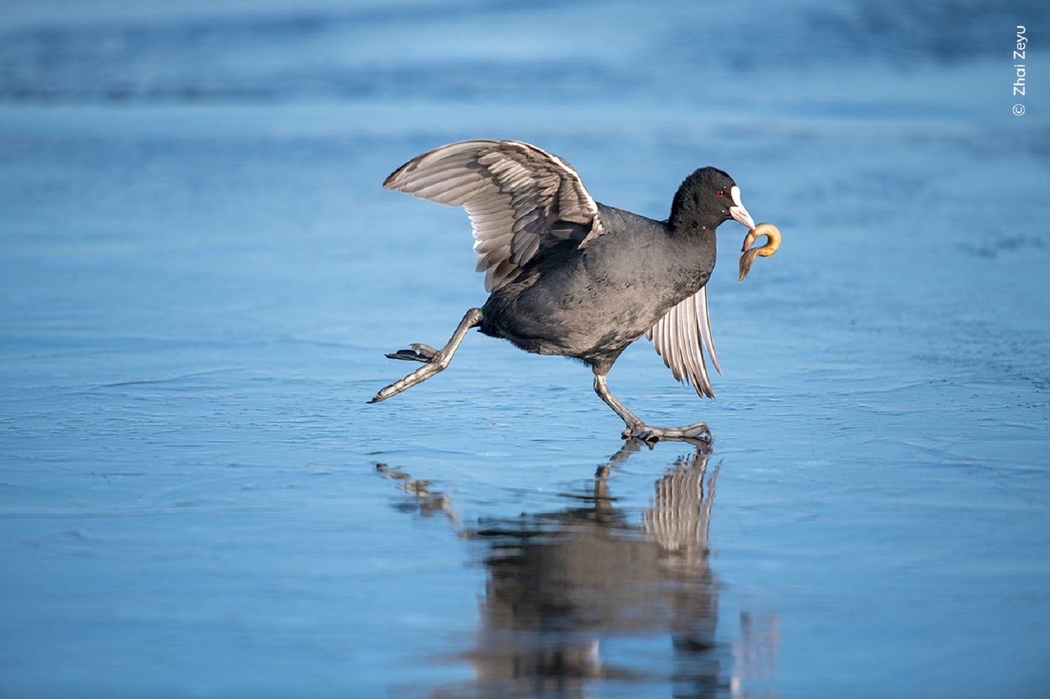 Common coot bird wading across icy water