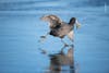 Common coot bird wading across icy water