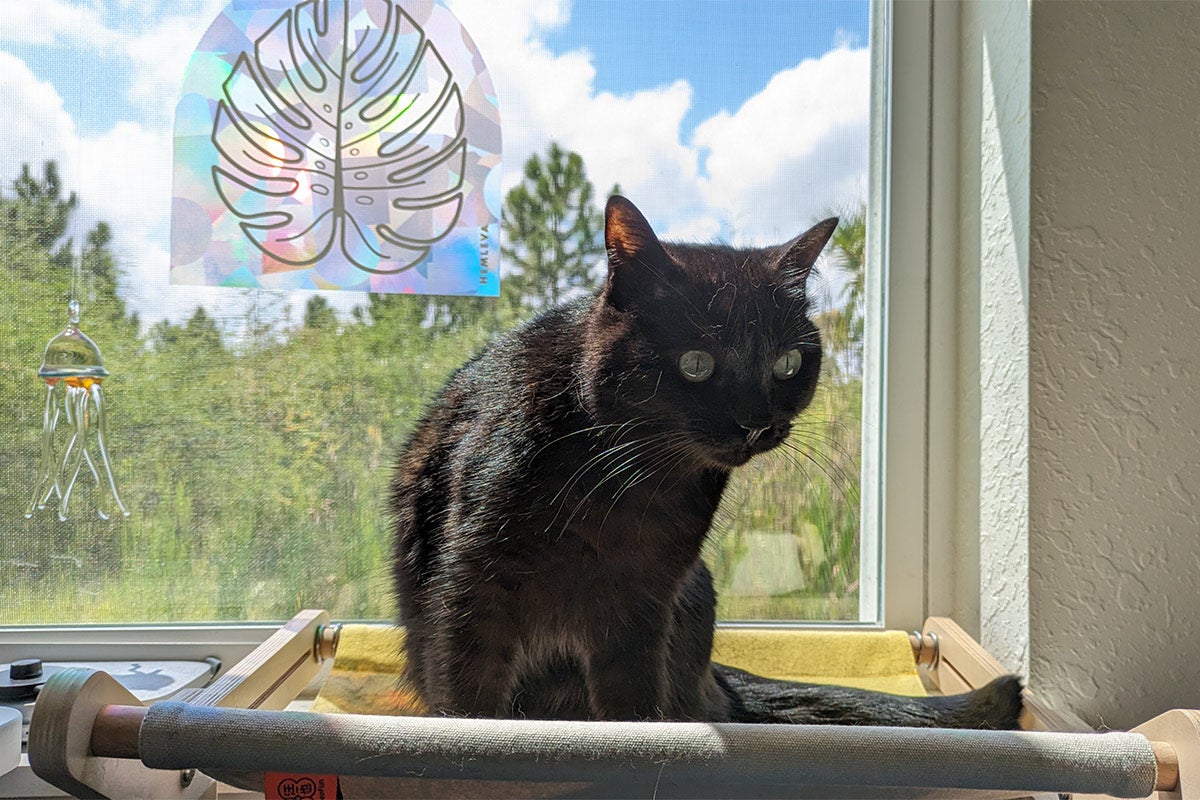 A black cat sits on a window seat