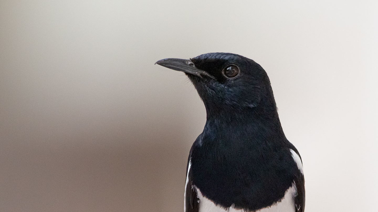 Magpies, like the one pictured here, are among the birds using anti-bird paraphernalia for their own benefit.