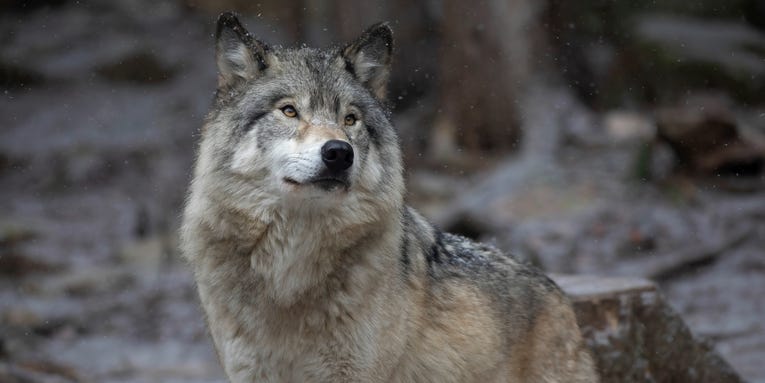 Dogs and wolves remember where you hide their food