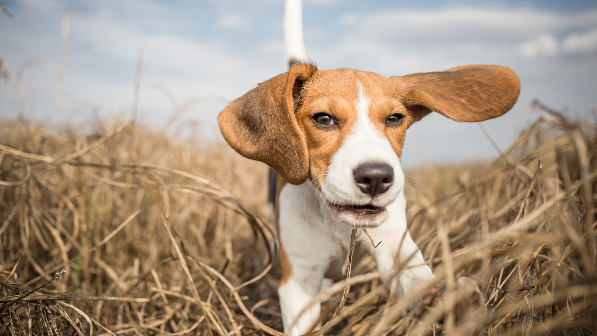 A beagle running through grass.