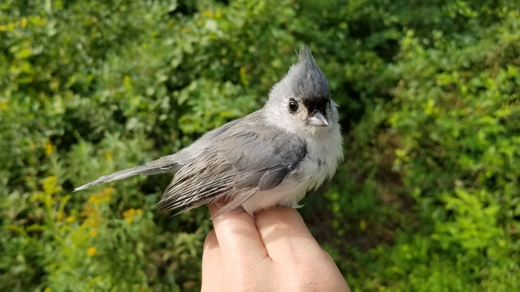 A gray tufted titmouse perches on a scientist's hand.