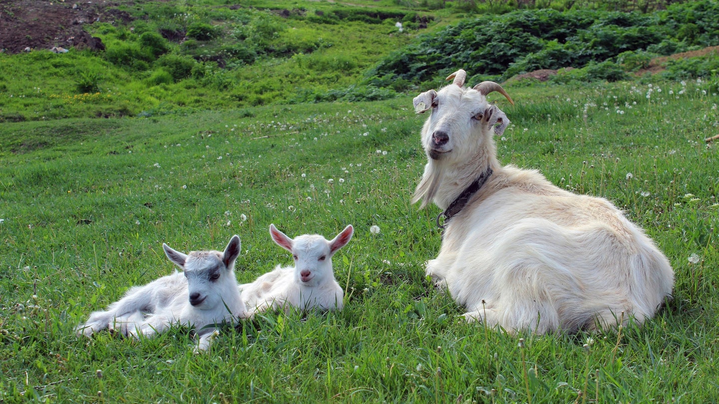 Some animals, including goats, regularly give birth to two babies at once. 