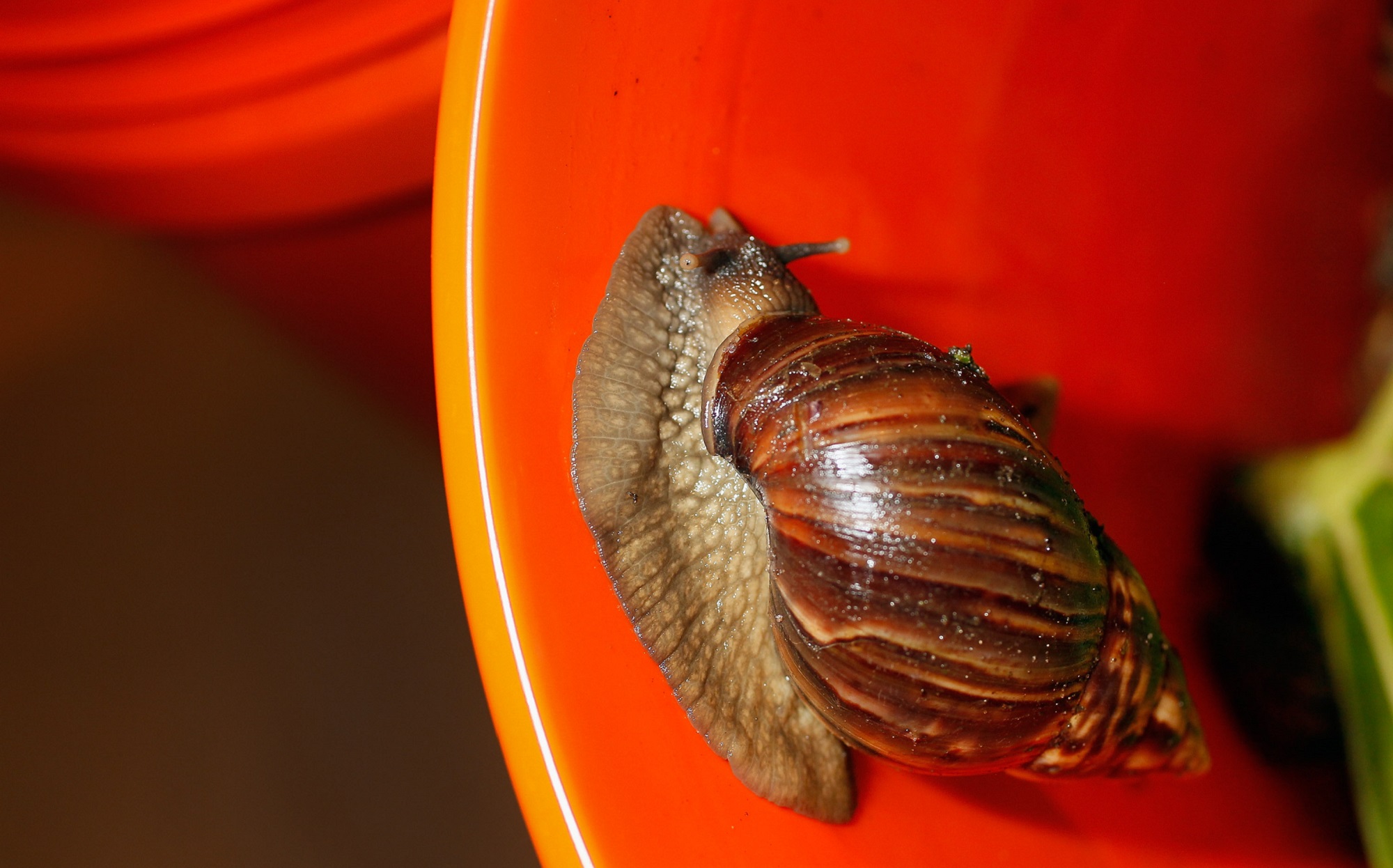 Giant African land snail, an invasive species in Florida, on a red bucket
