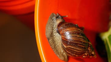 Invasive snails are chomping through Florida, and no one can stop them