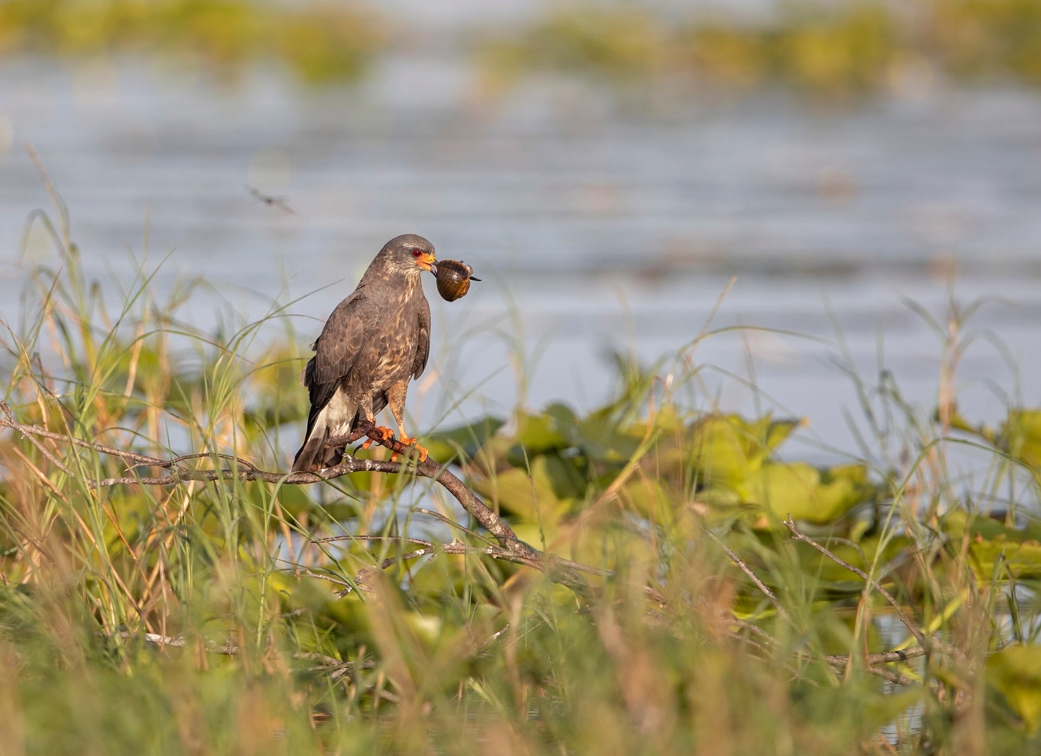 Everglades snail kite with a snail in its beak perched next to a lake