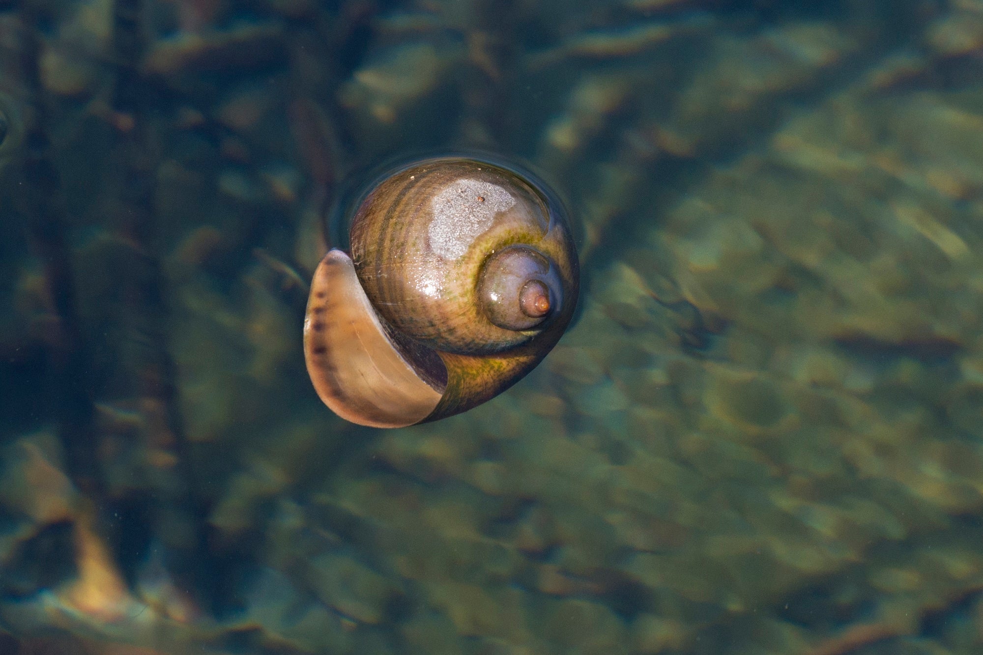 Exotic apple snail in water