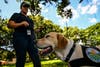 Yellow lab trained to sniff out giant apple snails with the Florida Agricultural Department