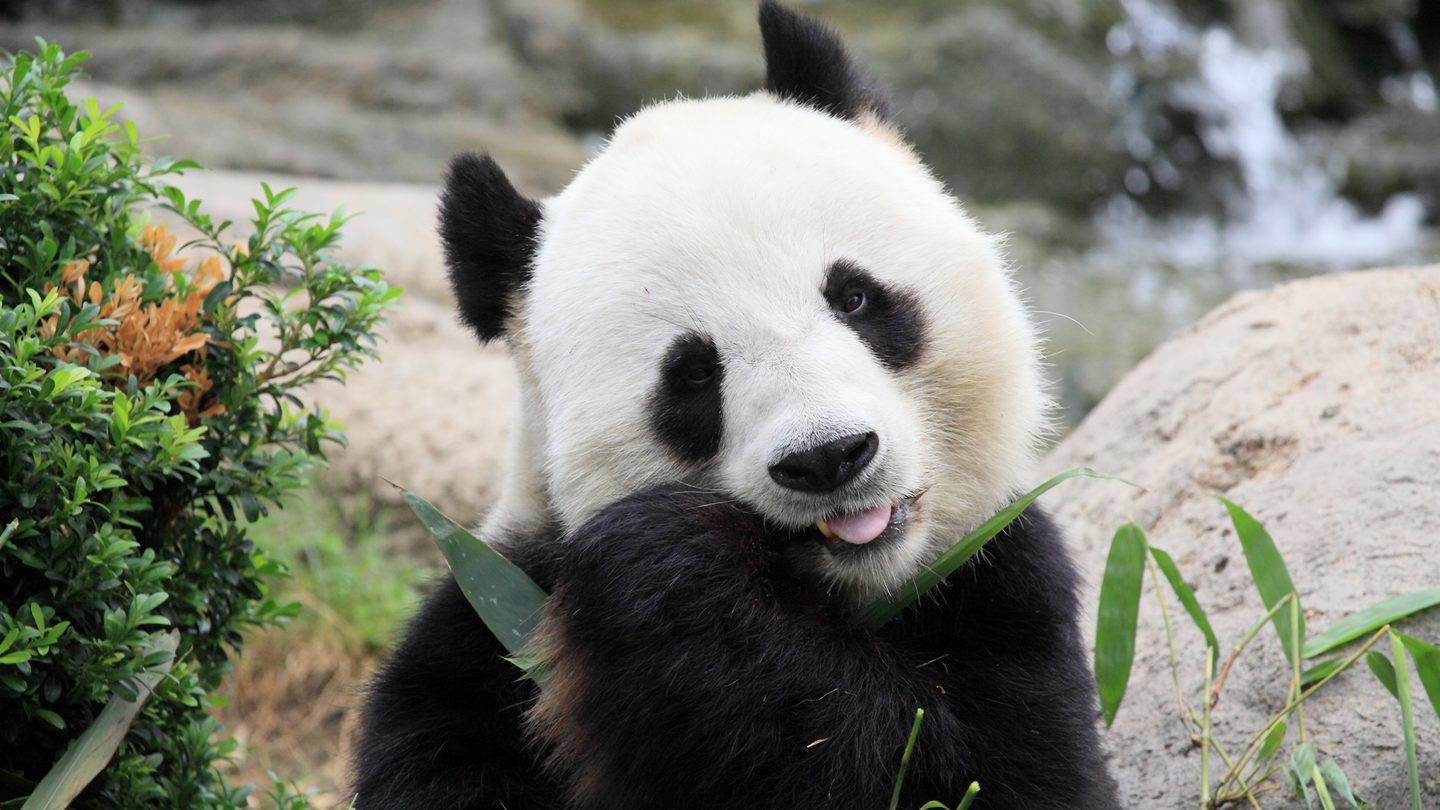 A giant panda eats a green plant.