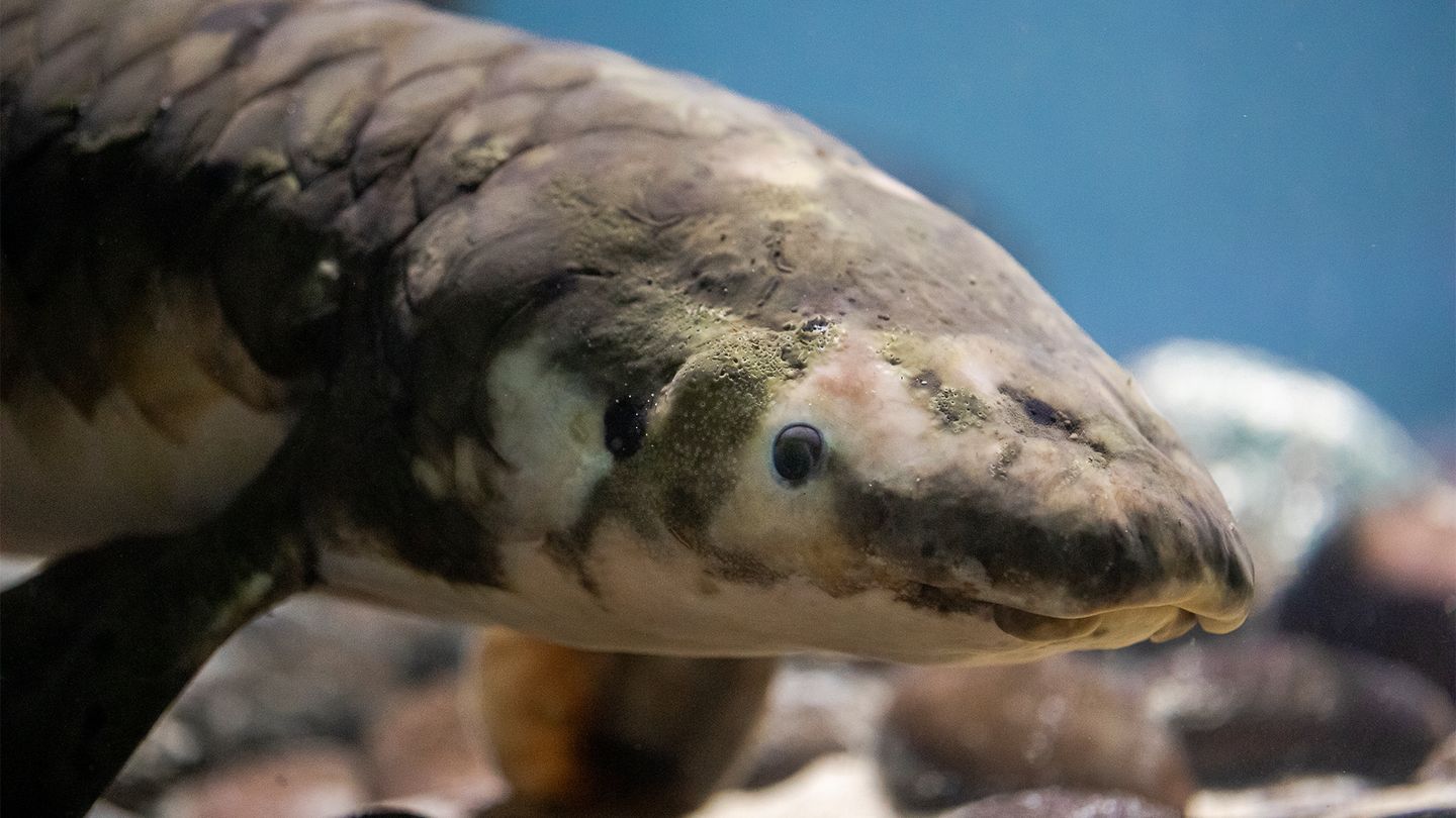An Australian lungfish named Methuselah swims in a tank at the Steinhart Aquarium. The fish has a flat snout, olive-green scales, and a long torpedo-shaped body.