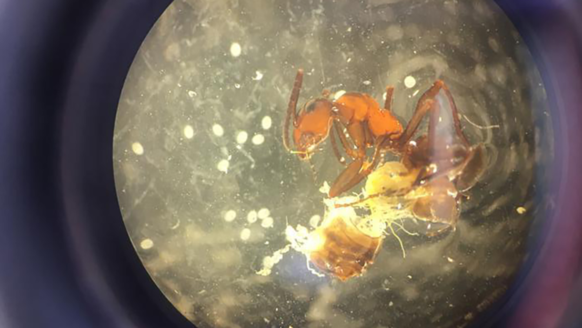 A dissected ant and where you can see the encapsulated parasites (white oval structures) spilling out of the hind body.