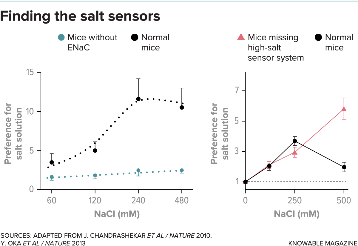 Researchers measure a mouse’s taste preference for salt by recording how often it chooses to lick from a bottle containing a salty solution versus a bottle with plain water. At left, normal mice strongly favor salty water if the salt concentration is relatively low, while mice missing ENaC, the molecule that acts as a good-salt sensor, do not. At right, normal mice lose their preference for salty water when the salt concentration gets too high — but mice that lack bitter and sour taste systems (implicated in high-salt taste) keep consuming even the saltiest liquid. 