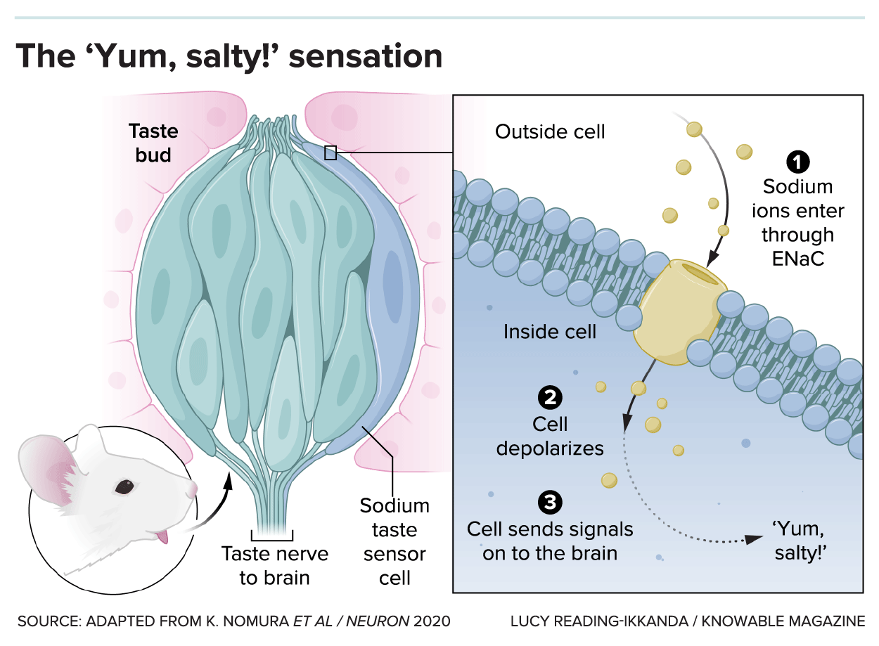 The pleasantly salty taste sensation is detected by sodium-sensing cells within taste buds on the tongue. Sodium ions enter these cells through a special sodium channel, a molecule called ENaC. The influx of positively charged sodium ions causes the taste cell to fire (or depolarize), sending a nerve signal to the brain.