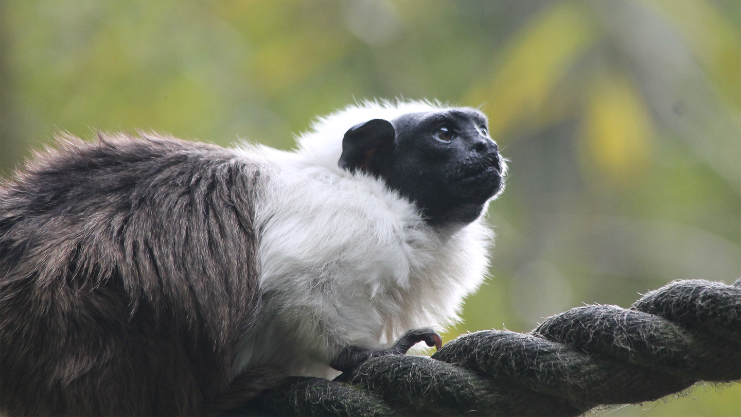 A pied tamarin monkey sits on a large rope. Pied tamarin monkeys live in a small geographic range in Brazil, where they eat fruits, flowers, and various tree gums and saps.
