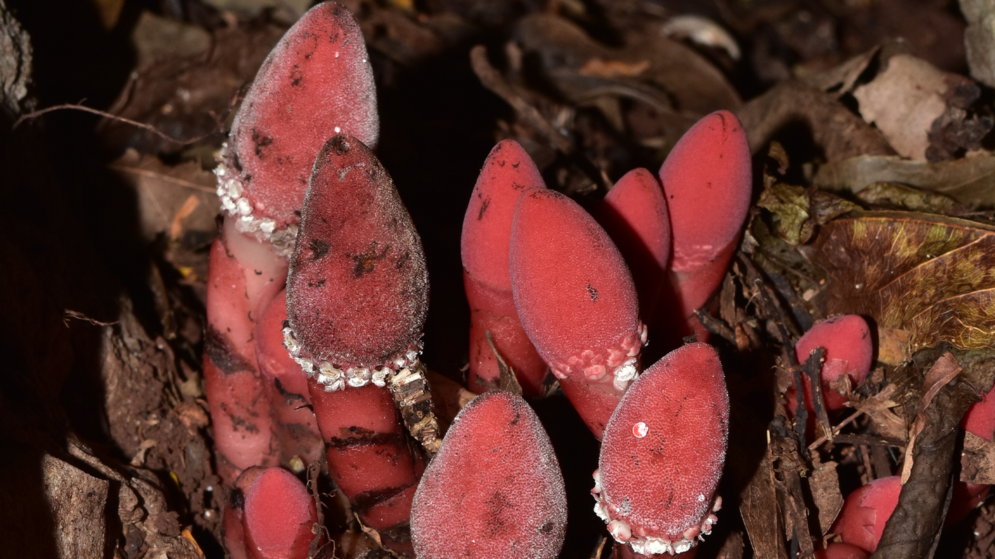 Multiple reddish pink parasitic plants called balanophora growing in a forest. Balanophora shed one third of its genes as it evolved into a very streamlined parasitic plant.