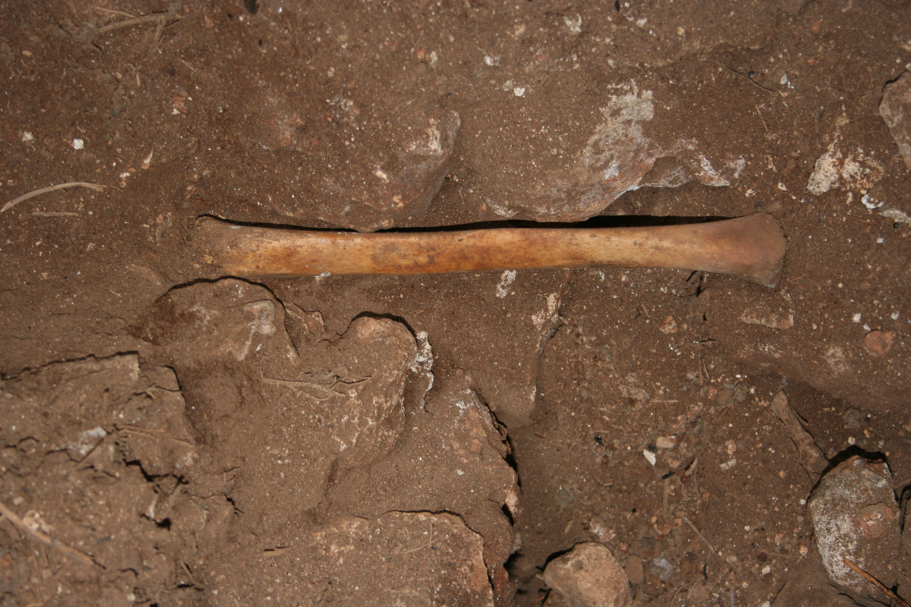 A human bone recovered from the cave. CREDIT: J.C. Vera RodrÃ­guez