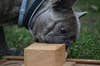 A French bulldog successfully opening a box and retrieving the food. CREDIT: ErzsÃ©bet MÅbiusz/Marianna MolnÃ¡r.