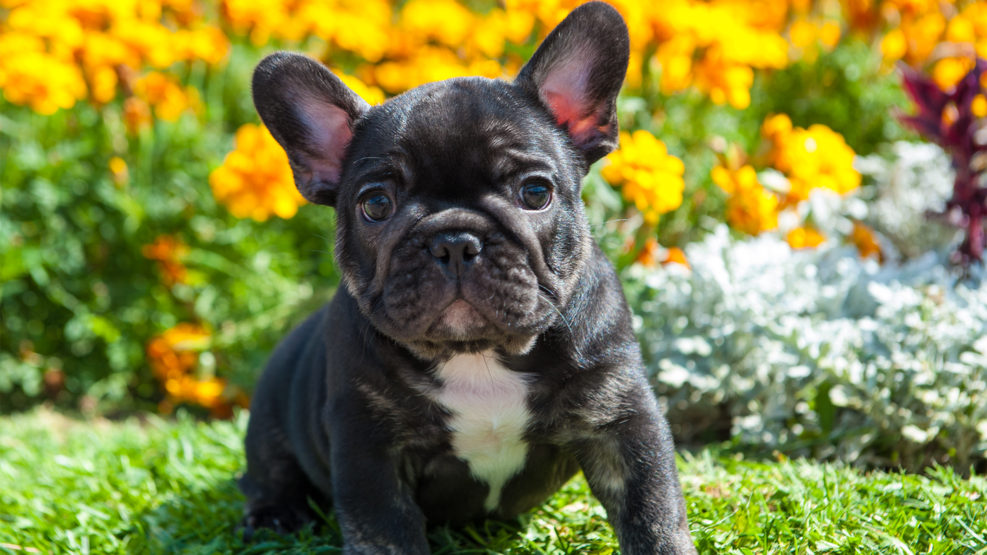 A black and white French bulldog puppy sits in a garden with green grass and orange flowers. In an experiment where dogs had to find food hidden in a box, flat-faced dogs were more likely to look back at people than a breed with a mid-length muzzle.