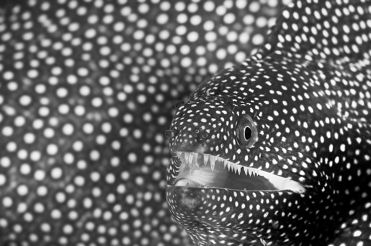 Whitemouth moray eel looking at camera