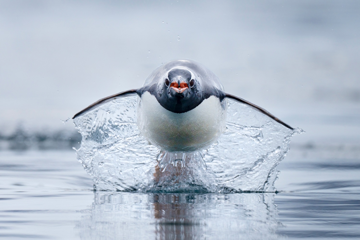 Gentoo penguin shooting above water