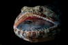 Lizardfish with prey in mouth