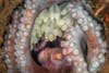 Caribbean reef octopus with eggs closeup 