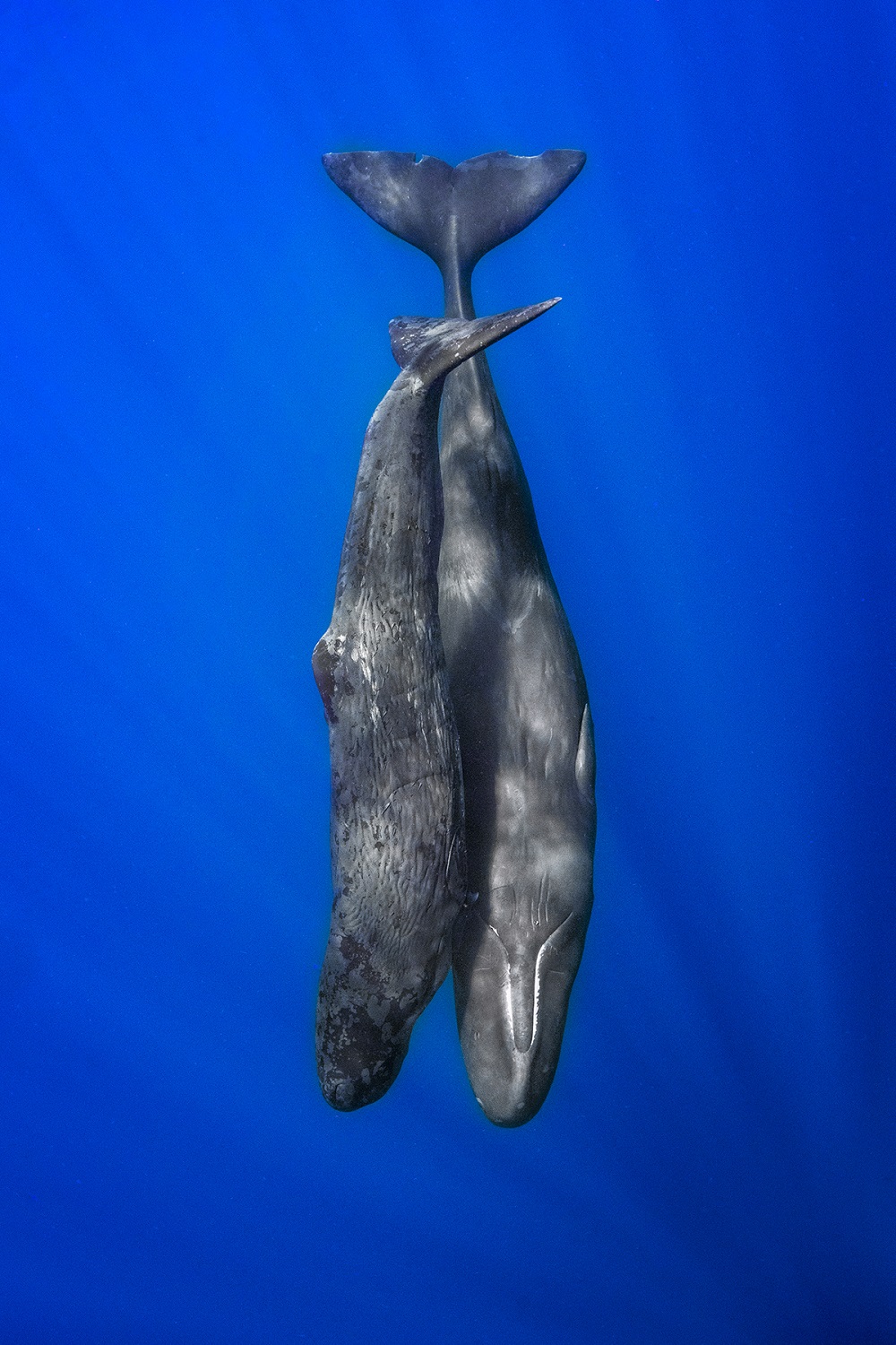 Sperm whale calf and mother swimming